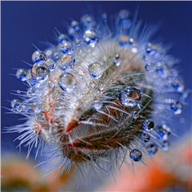 Water Droplets Cling to Fluorescent Plant Spines in Tom Leighton’s Alluring Photos