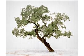 Lee Myoungho's Celebrated "Tree" Series Returns to London in Gallery KIWA Exhibition