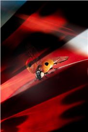 Paul Niedermayer’s Portraits Bug the System