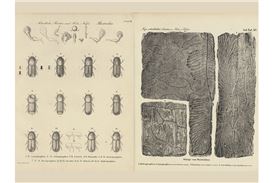 "Symbiotic Wood" Exhibition Challenges Perceptions of Nature and Materials