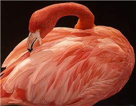 Partner Gallery Introduction: Art & Horse Racing Gallery