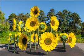 Van Gogh's Flowers Bloom to Life: Nybg Transforms into Artist's Living Canvas