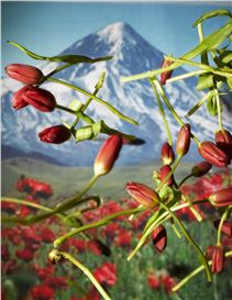 Sheida Soleimani’s First NYC Solo Show to Open at the International Center of Photography.