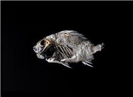 Jeff Beekman: Nature, Memory, and the Aftermath