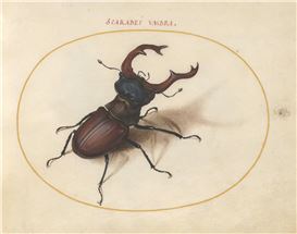 The 16th-Century Artist Who Created the First Compendium of Insect Drawings