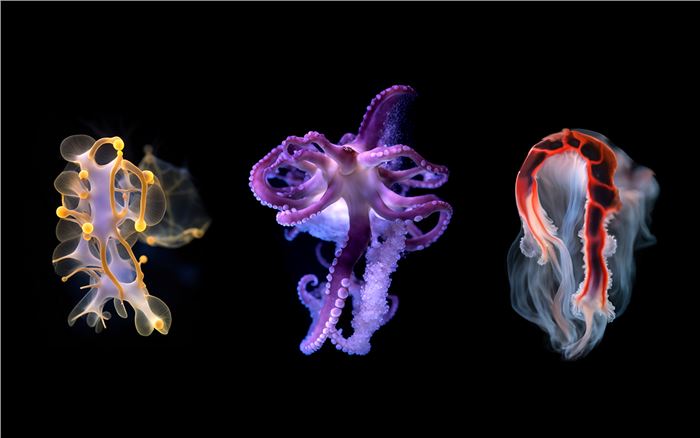 Memo Akten, Katie Peyton Hofstadter, Superradiance, 2024, multiscreen video, sound installation, Courtesy of the Museum