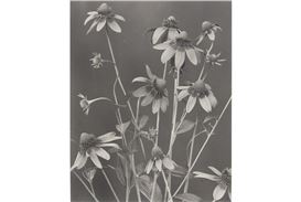 Edwin Hale Lincoln's "Wild Flowers" on Display at Boston Athenaeum