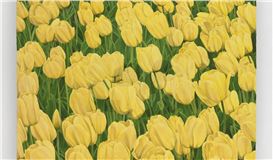 The 17th Edition of Dallas Art Fair Is One of Discovery