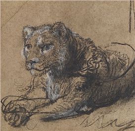 Rare Rembrandt Lion Drawing Auctioned to Fund Big Cat Conservation Efforts