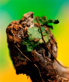 Medium Cool: The Case For Serrano'S Hot Shit