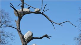 Giuseppe Penone: Art and Nature