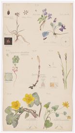 MoMA Curator Jodi Hoptman on Never-Before-Seen Hilma Af Klint Botanical Drawings