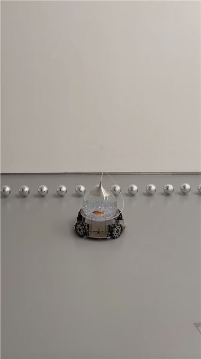 Chado Ao, I’m a Fish, 2018-ongoing, Installation, Courtesy the Author