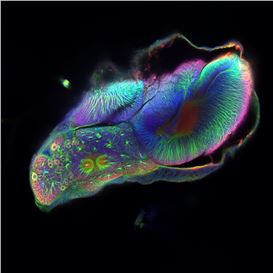 Reframing the Future: The Power of the Image