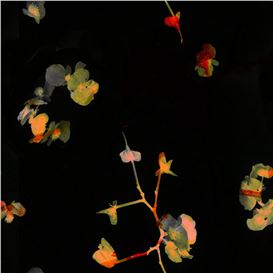 Tracing Light and Time