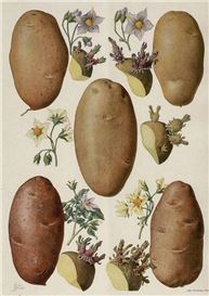 Ximena Garrido-Lecca: Germinations opens at The Renaissance Society at The University of Chicago