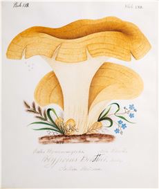 ‘Outcasts’ Highlights the Scientific Contributions of Trailblazing Artist and Naturalist Mary Banning