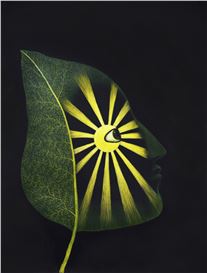 Stefan Bertalan: I have lived with a sunflower for 130 days / Plants_Intelligence