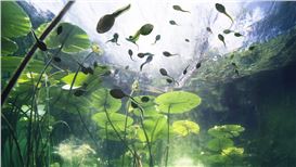 Helsinki Biennial Presents Third Edition Shelter: Below and Beyond, Becoming and Belonging