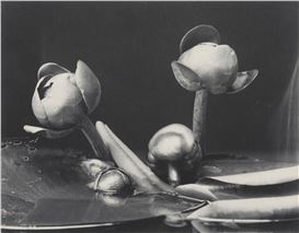 At the Boston Athenaeum, Botanical Beauty of the Photographic Sort