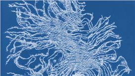 Confronting Pollution