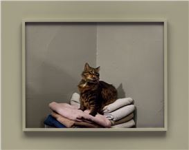 Meet Miss Sassy, the Cat Who Sparked Trump’s Pet-Eating Ravings: Taryn Simon’s Thrilling Election Photographs