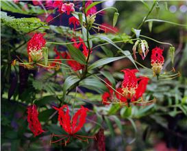 Steve McQueen’s ‘Bounty’: Beauty, History and Resilience