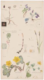 A Unique Portfolio of Hilma Af Klint’s Botanical Drawings Communes with Nature’s Spiritual Side