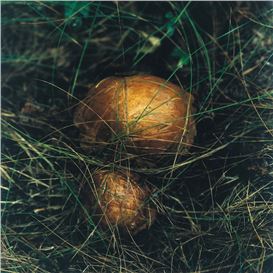 An Introductory Guide to New Nordic Cuisine