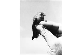 For the Birds Opens at Museum Für Gegenwartskunst Siegen