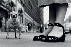 Rome Welcomes "Elliott Erwitt. Icons": A Poetic Journey Through 20th-Century Photography