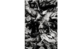 Exhibition Revisits Violent 1990 Miner Protests in Romania Through Anton Roland Laub's Photography