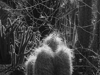 "WILDERNESS MIND: DISSOLVING DUALITY"