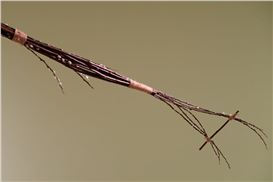 Vladimir Tatlin’s Ukraine Dreaming