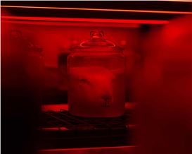 480 Sheeps’ Heads in Jars: Dark Mofo Opens with Another Gory Provocation