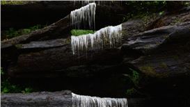 Andy Goldsworthy:  Sculpting the Natural World