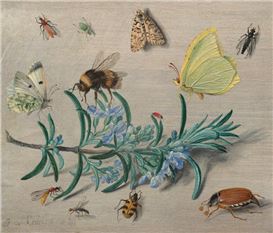 Seeing God in Nature: US National Gallery Exhibition Celebrates Art from the Dawn of European Natural History