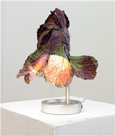 Lydia Rosenberg at SOCIETY, Portland