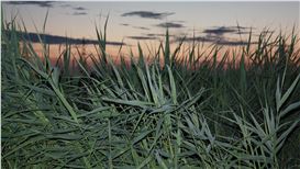 Wapke Feenstra: Rerooting in the Polder